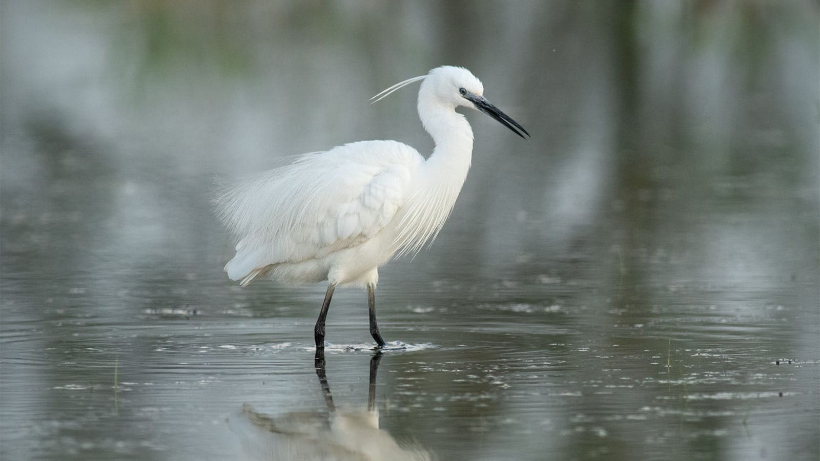 Începe programul Vară Verde în Parcul Natural Văcărești: ce activități vor avea loc