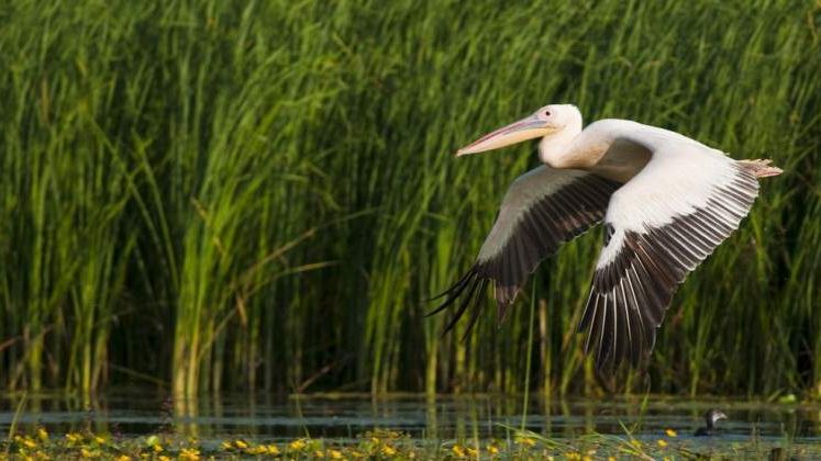 REPORTAJ: A fost odata in Delta Dunarii. Enigmaticul paradis care atrage turistii, dar isi pierde localnicii
