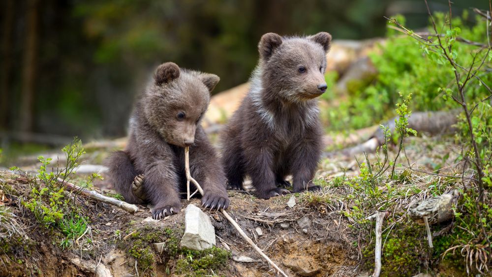 Un român a prins doi pui de urs și i-a dus cu BMW-ul în grajdul din propria curte