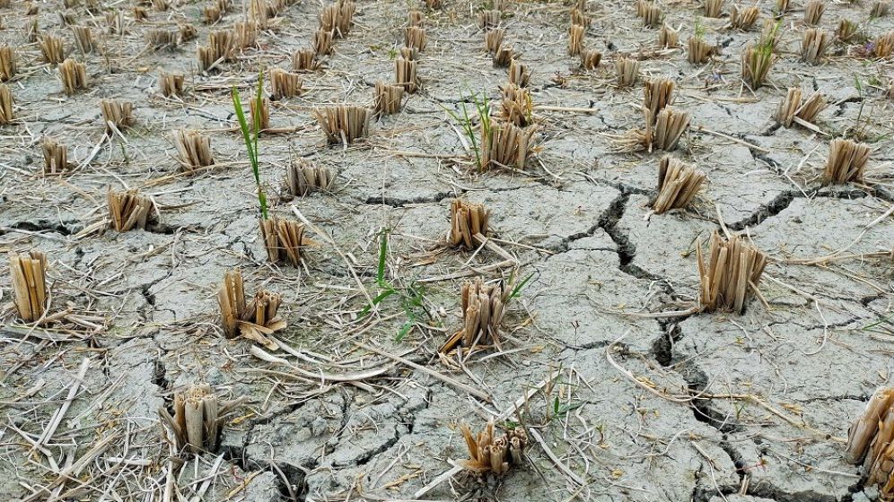 MADR: Suprafața totală afectată de secetă este de 106.389 hectare