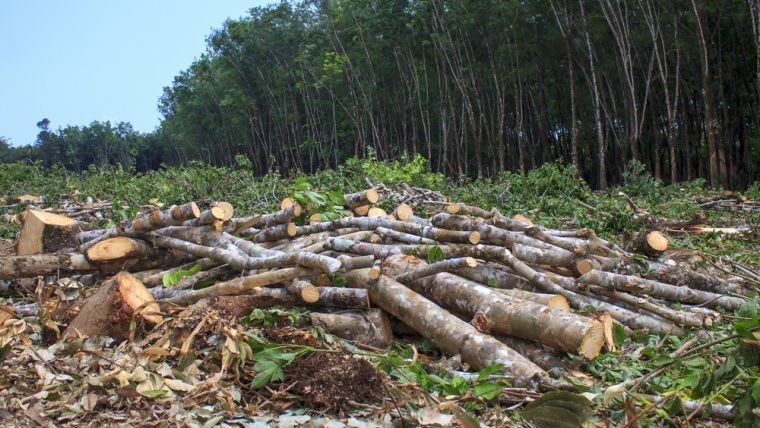Activisti Agent Green blocheaza camioanele cu lemne din muntii Fagaras