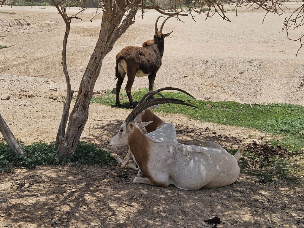 Abu Dhabi - Imagine 83