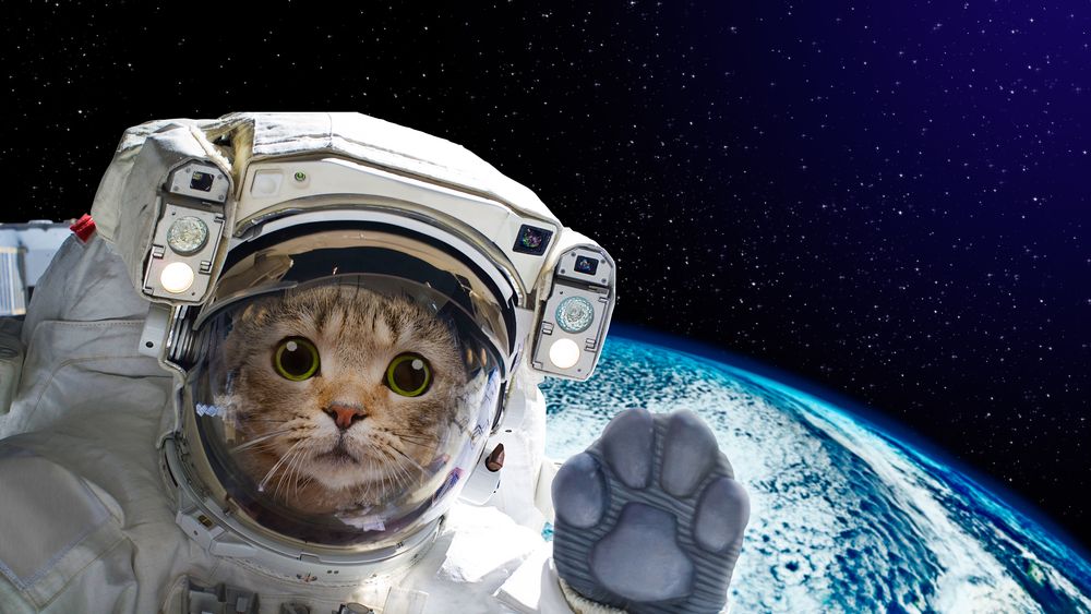 VIDEO: NASA a proiectat un clip cu pisici de la 30 de milioane de kilometri distanţă de Pământ