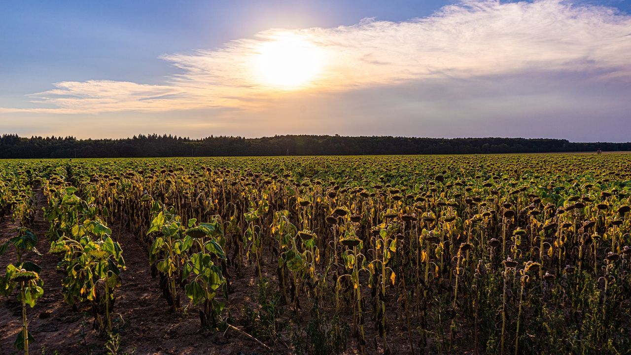 Primul cod ROȘU de caniculă în țară: care sunt județele afectate și cât durează atenționarea ANM