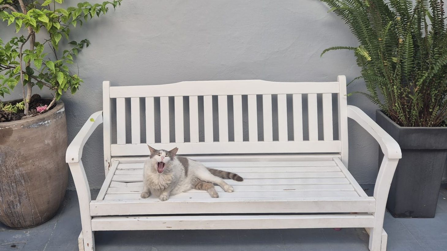 [GALERIE FOTO] Cât costă o vacanță în Skiathos în 2025: insula cu apă turcoaz, gyros, pisici și muzica Abba în fundal