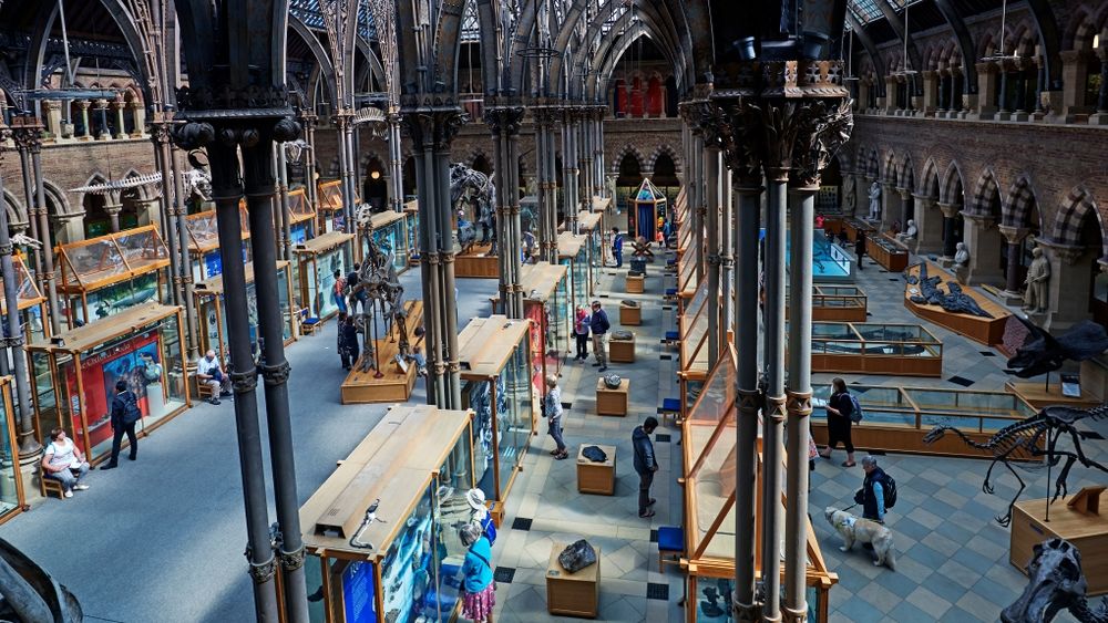 Cele mai bizare muzee din lume: de la mumii si capete sfartecate, la mancaruri dezgustatoare