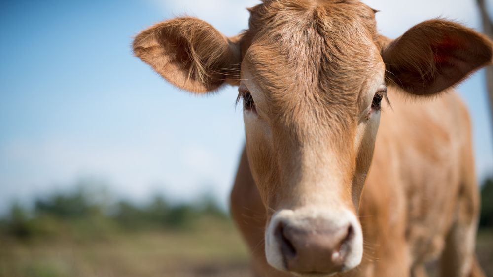 Veterinarii etiopieni au descoperit 50 de kilograme de plastic în stomacul unei vaci