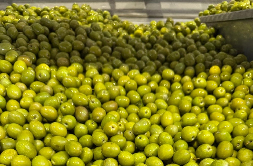Uleiul de măsline trece dincolo de tradiția mediteraneană: producătorii europeni intră într-o competiție globală dură