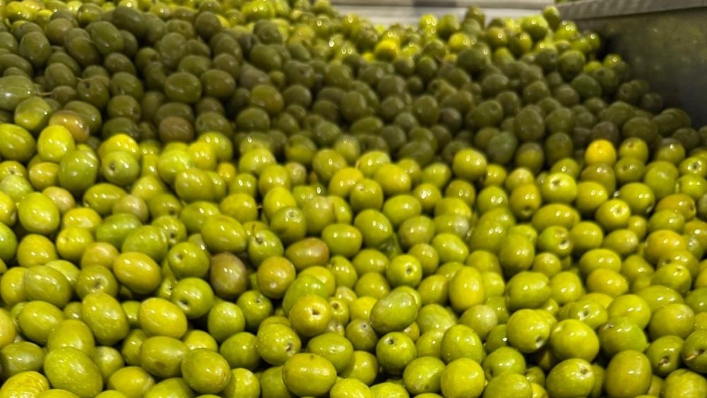 Uleiul de măsline trece dincolo de tradiția mediteraneană: producătorii europeni intră într-o competiție globală dură
