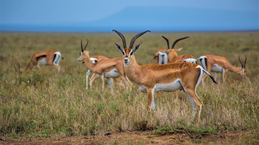 China a lansat primul „robot antilopă” care va fi folosit pentru supravegherea turmelor