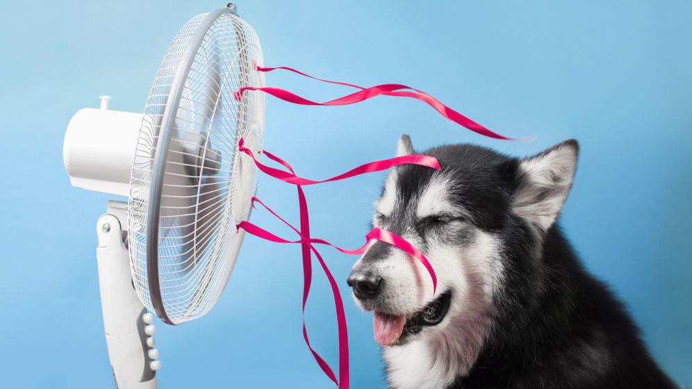 Meteo: Primul cod roșu de caniculă din 2021