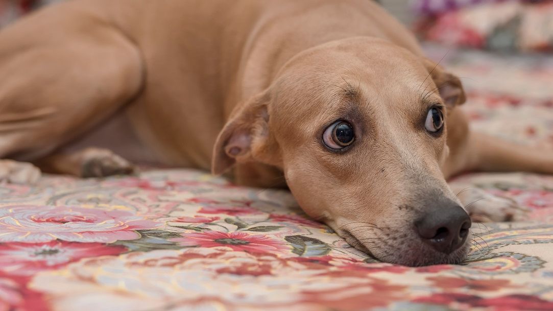 Începe „sezonul petardelor”: Acestea pot provoca fobii și moartea animalelor de companie