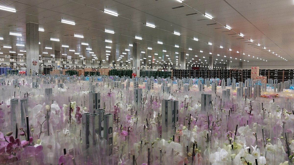 FOTO | „Mașinăria” din spatele magazinelor Kaufland: Imagini exclusive din centrul logistic de la Turda al nemților