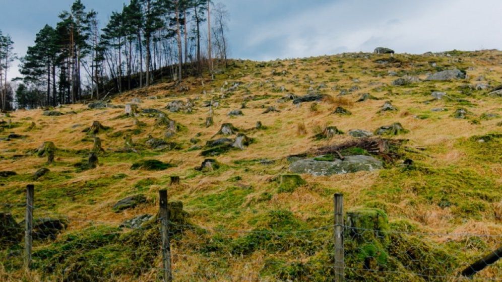 Împădurirea României: OMV Petrom contribuie cu 4,6 milioane de euro