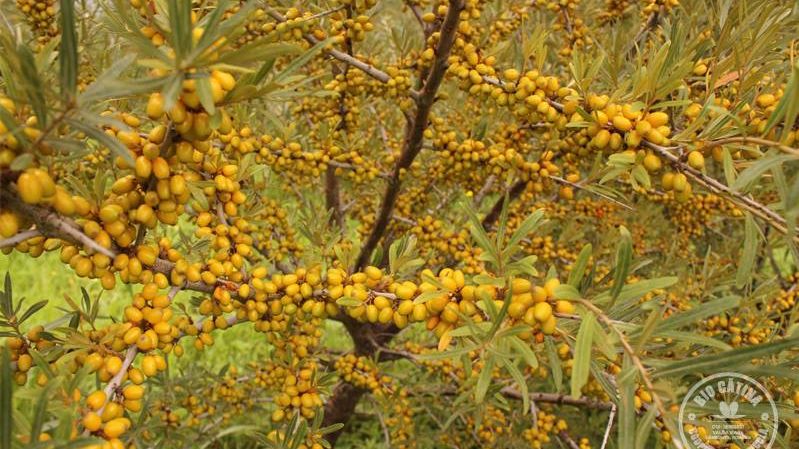 Cinci fermieri romani au obtinut o recolta de 50 de tone de catina care va merge la export, negasind cerere pe piata
