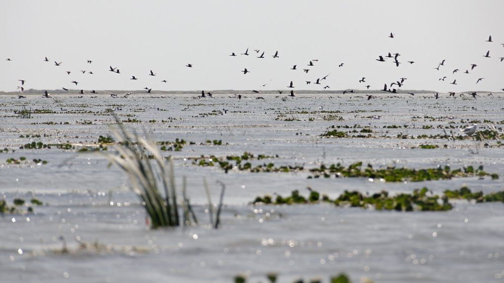 Subiectul Bâstroe continuă să inflameze opinia publică. Ciolacu: Protejarea Deltei Dunării, un lucru care nu se negociază