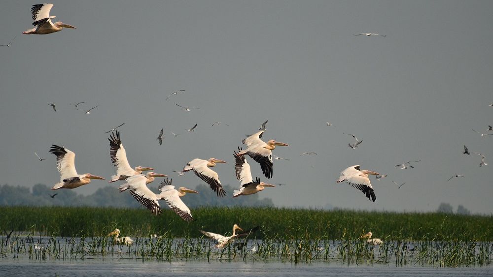 JYSK finanțează protejarea habitatelor acvatice din Delta Dunării