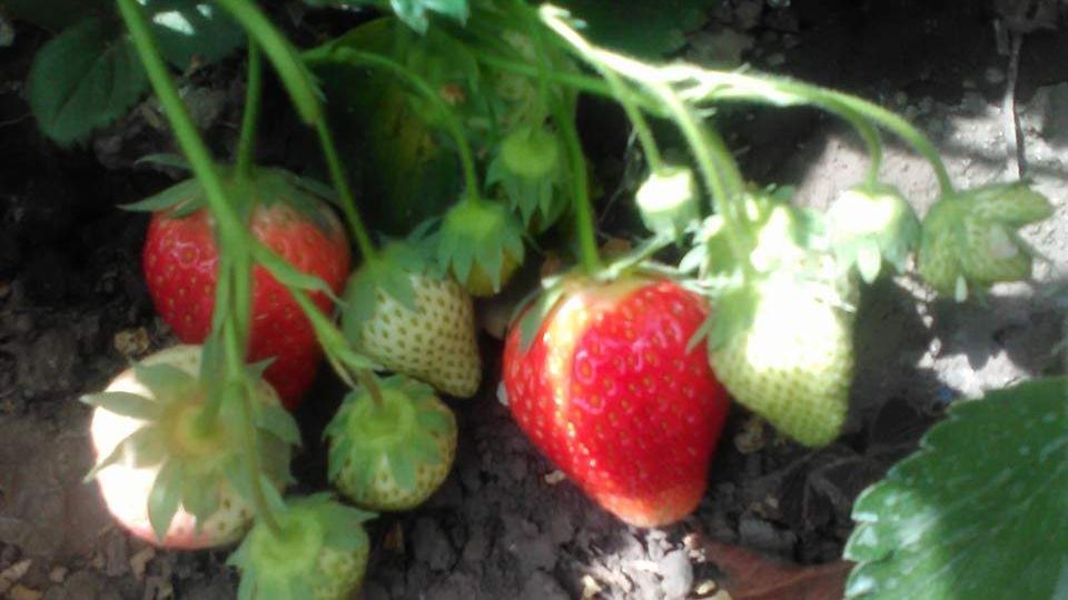 Un parlamentar conservator a declarat ca romanii si bulgarii se pricep la cules capsuni