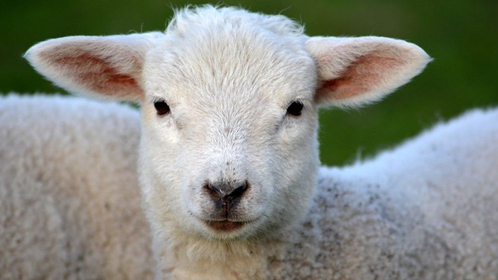 Cum își cresc fermierii profiturile transportând animale în interiorul și afara UE