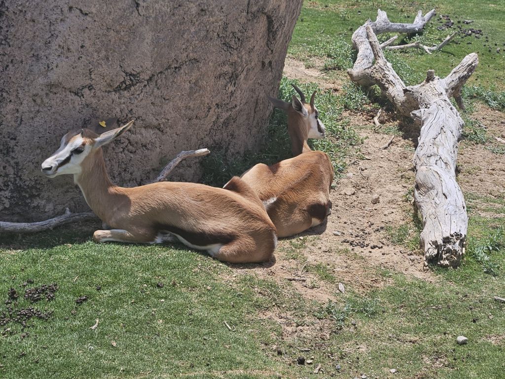 Abu Dhabi - Imagine 82