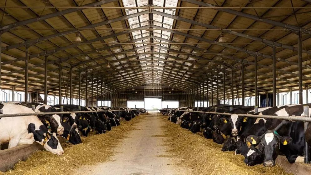 DN Agrar Group a afişat un profit net în creştere cu 63%, în 2023. Producţia de lapte de vacă, motorul principal al creșterii