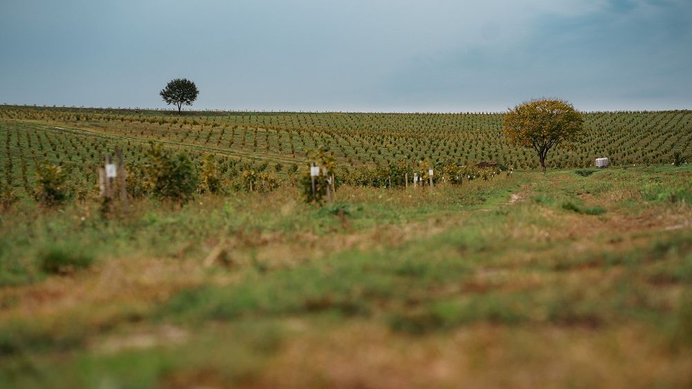Plantații de aluni eco: Povestea românului de 24 de ani care face agricultură cu bani europeni