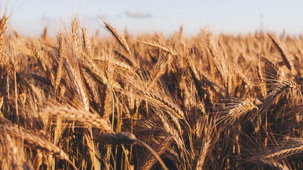 Importurile de cereale din Ucraina ar putea fi oprite până pe 5 iunie