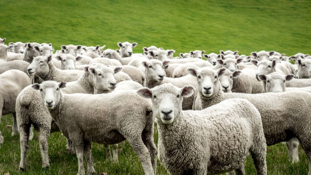 Măsuri de susținere financiară pentru crescătorii de animale aprobate de Ministerul Agriculturii