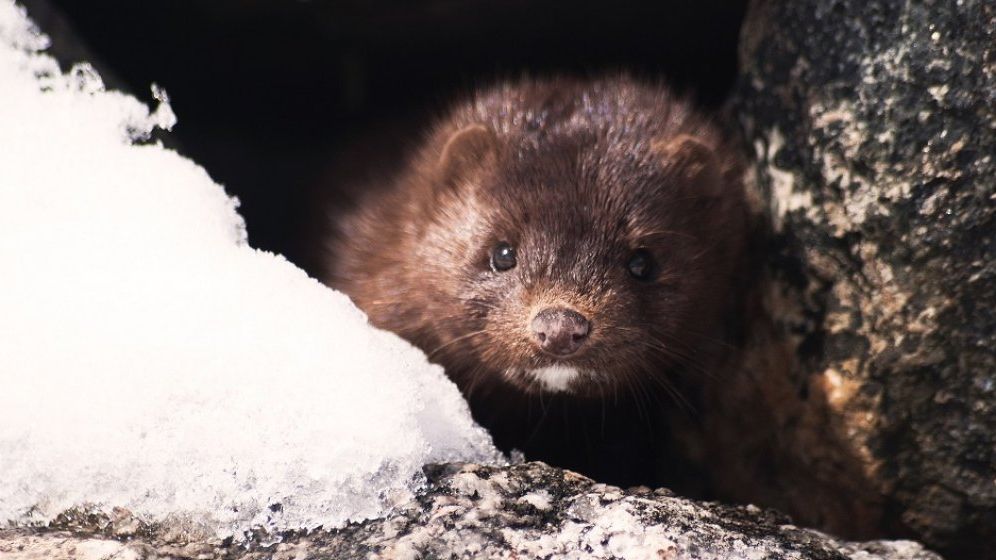 Rusia testează un vaccin anti-COVID destinat animalelor, inclusiv nurcilor