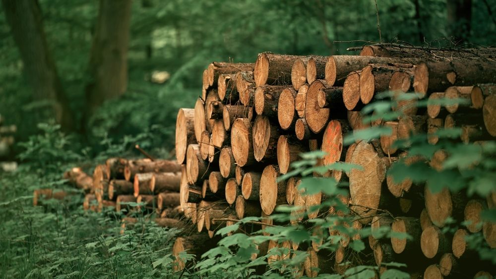 USR vrea amenzi de până la 1.000 de euro pentru tăierea ilegală a copacilor