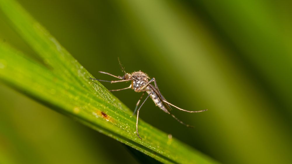 Nicușor Dan: Municipalitatea intervine pentru a micșora riscul infectării cu West Nile