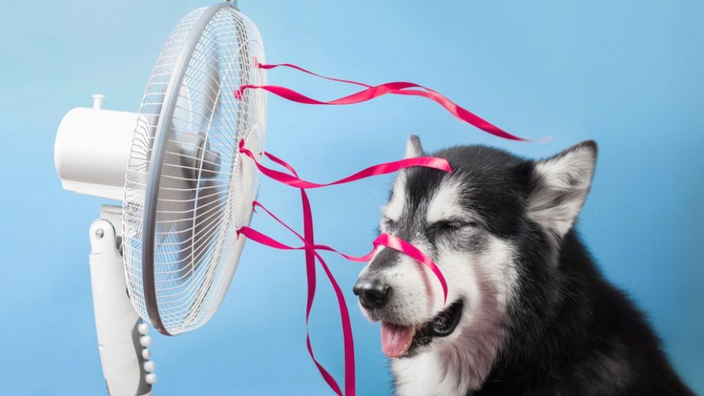 Cod roșu, portocaliu și galben de caniculă. Aproape toată țara este vizată