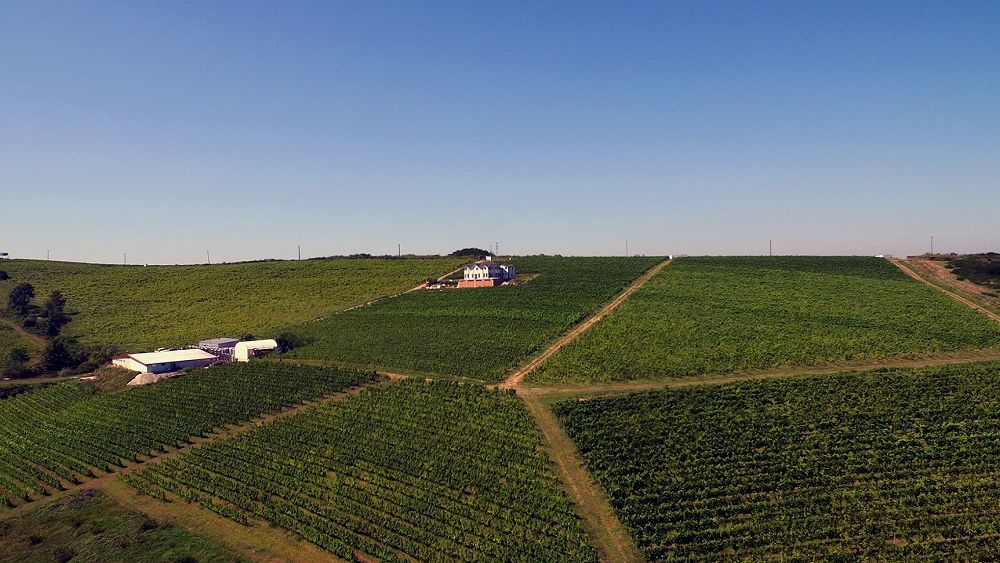 Exporturile de vin către China au fost blocate din cauza pandemiei de COVID-19