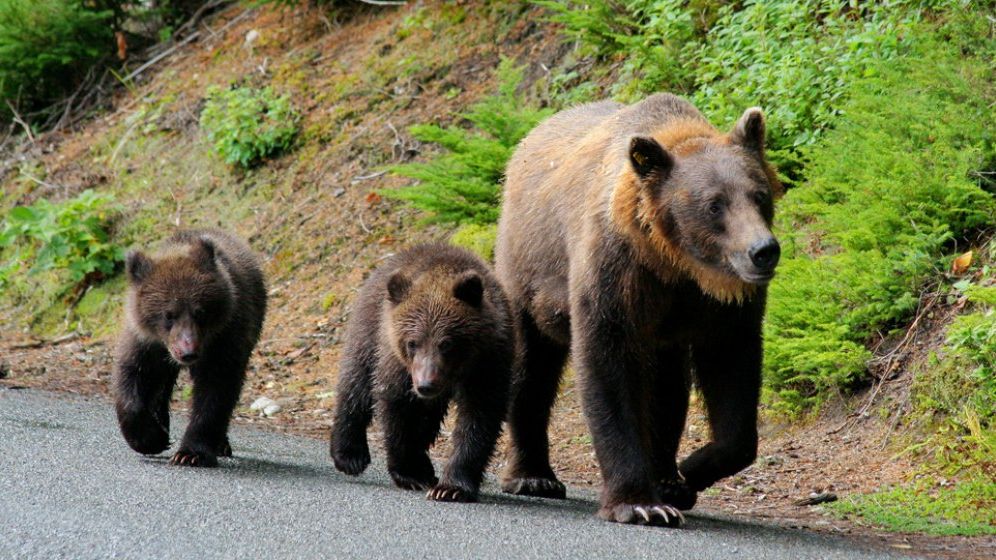 Proiect de 11 milioane de euro pentru numărarea populației de urs din România