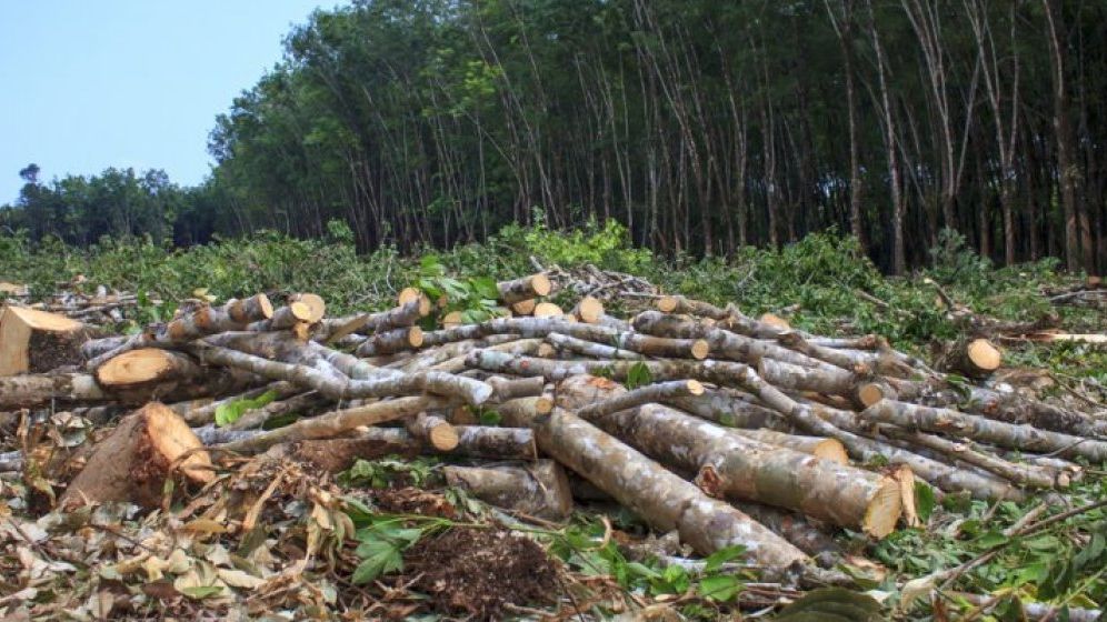Galaţi: Furt de lemne, descoperit din elicopterul MAI