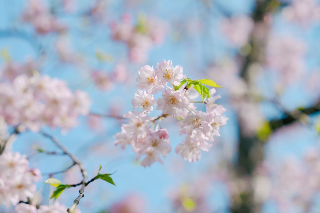 Cireșii din Tokyo, luați cu asalt de turiștii din întreaga lume - Imagine 15