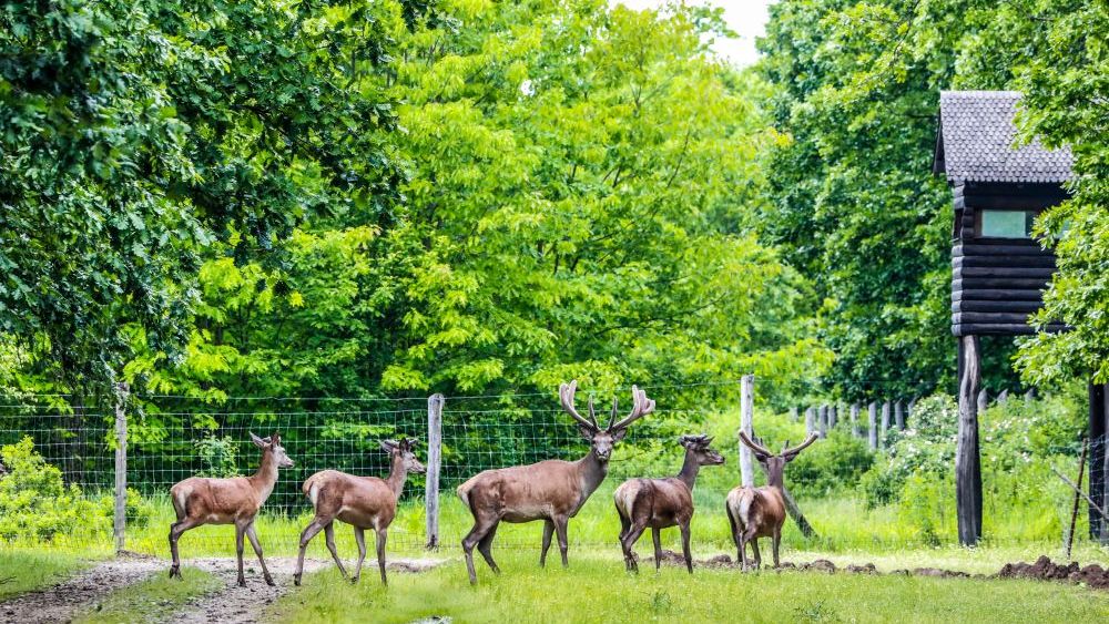 GALERIE FOTO | Singureni Manor, complexul de lux de lângă București, care nu vrea să apară pe Booking