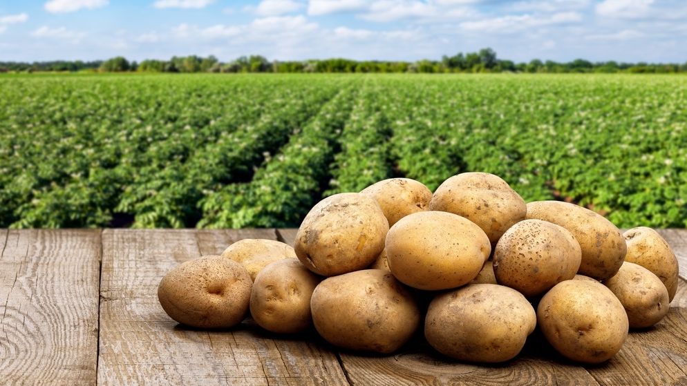 Grup Șerban Holding, investiție masivă într-o fabrică robotizată de procesare a cartofilor