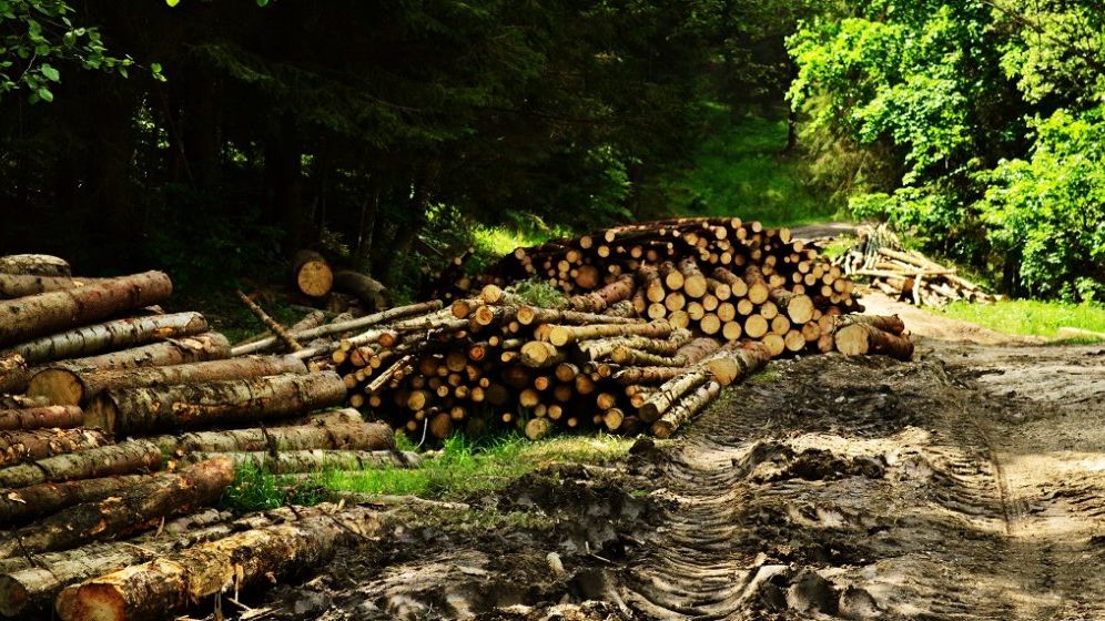 Studiu: românii, mai alarmați de defrișări decât de încălzirea globală sau de poluare