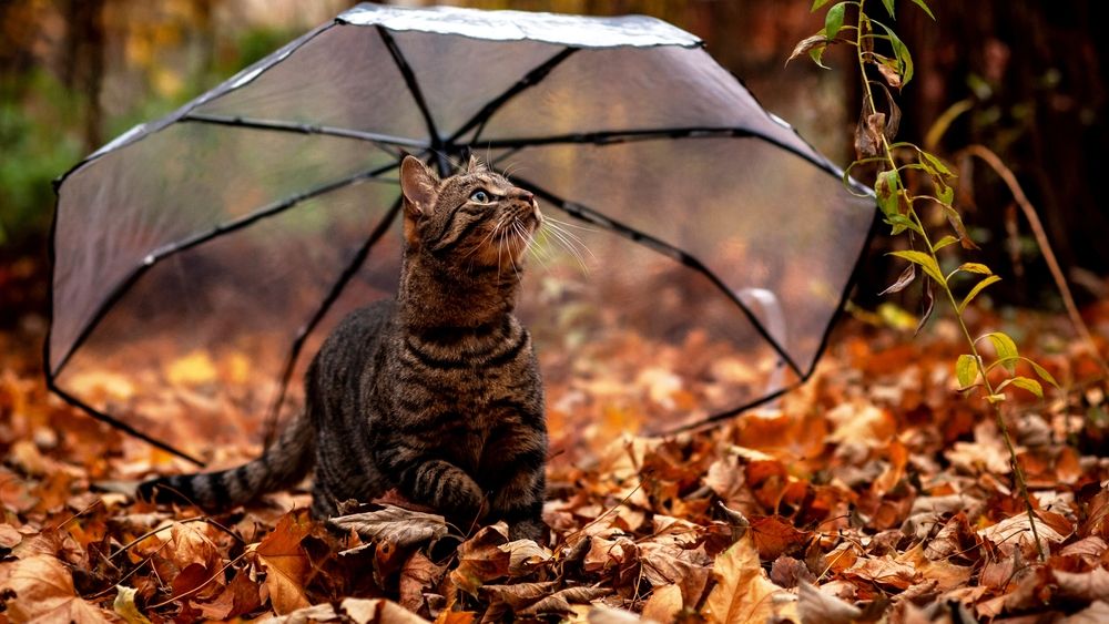 Avertisment ANM: Cod Galben de instabilitate în 15 județe