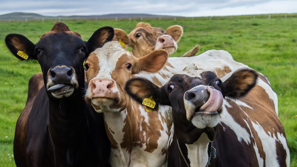 DN Agrar, cel mai mare producător de lapte de vacă din România, își mărește fermele