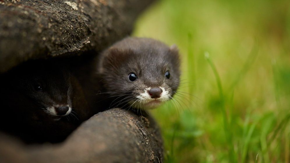 Ce țări au anunțat cazuri de COVID-19 la nurci și de ce este periculoasă această mutație