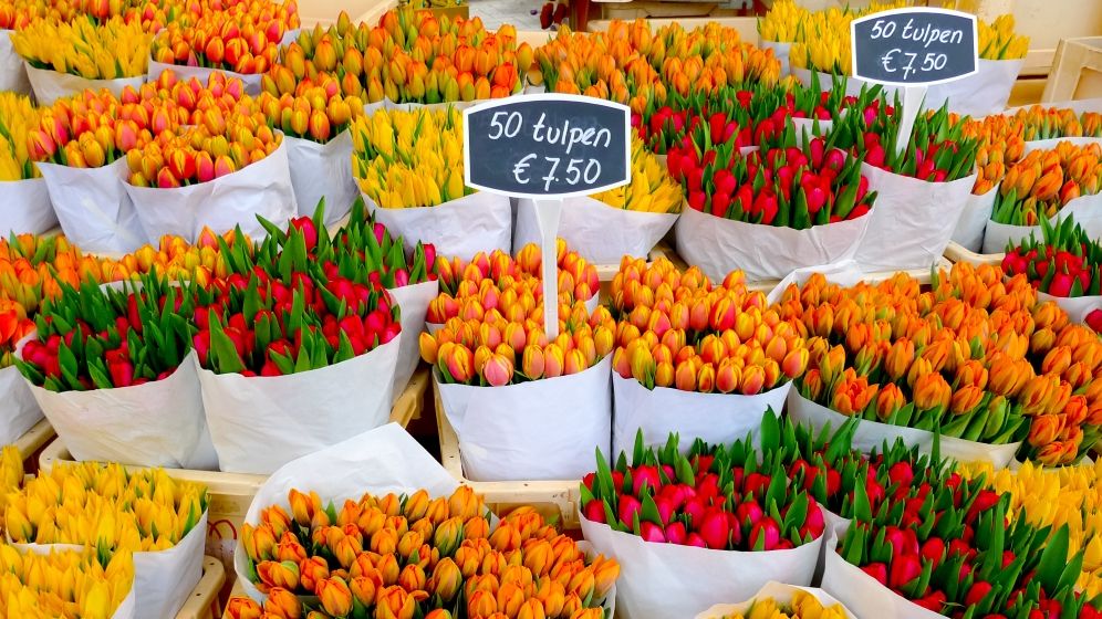 Exporturile de flori din Olanda se prăbuşesc, din cauza crizei Covid-19