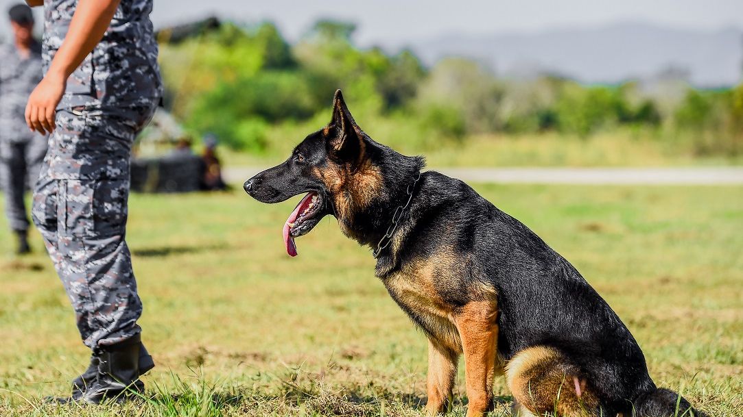 Câini antrenați pentru a depista persoanele cu COVID-19: decizie luată de armata unui stat membru UE