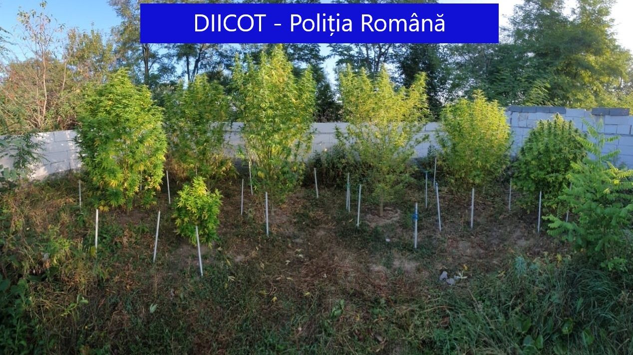Culturi de cannabis, descoperite de polițiști la Târgu Mureș