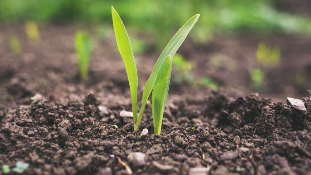 Agricultura românească între criză și redresare: O perspectivă necesară