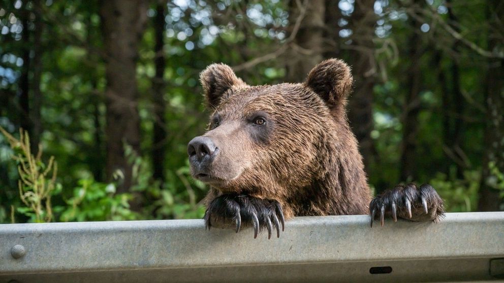Studiu oficial: România are mai mulți urși decât toți locuitorii orașului Sinaia... plus turiști