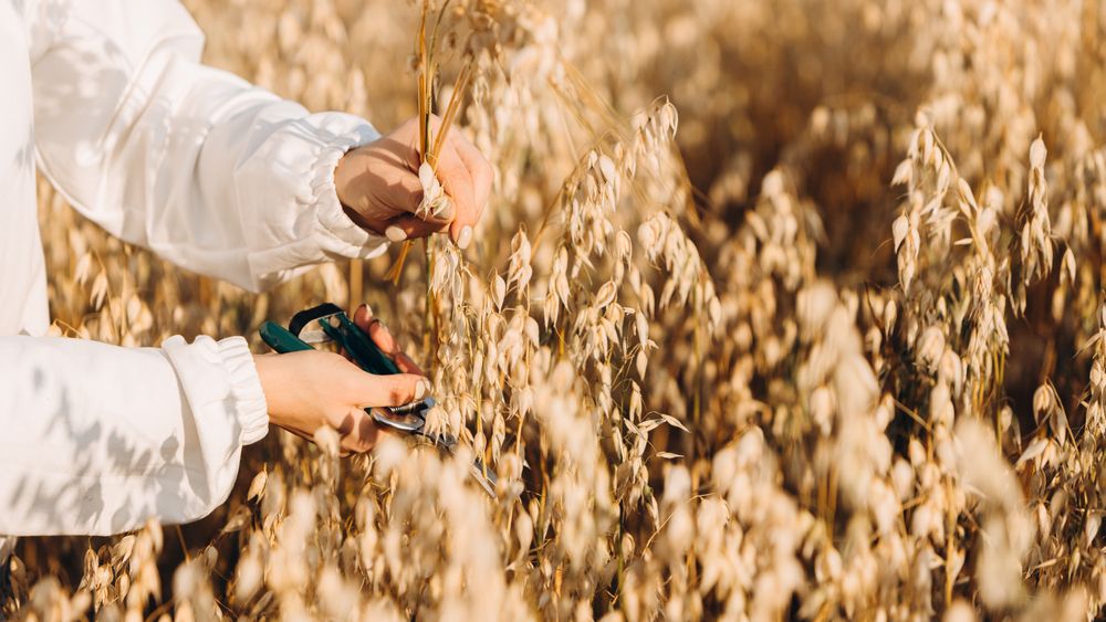 Ce trebuie să știi despre cultura de ovăz și utilizările acestei cereale