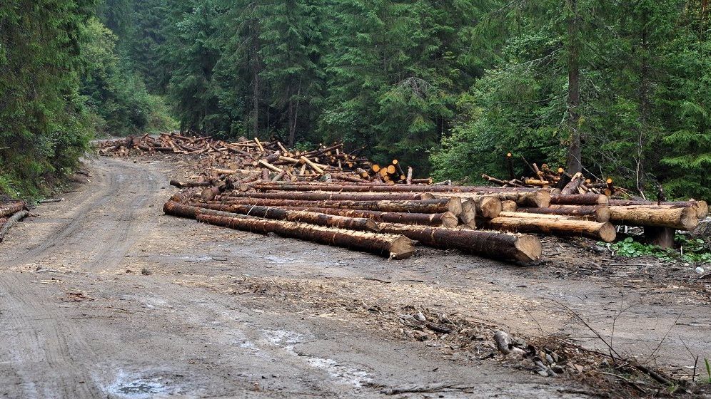 Seful Consiliului Concurentei: Anul acesta finalizam investigatia pe industria lemnului