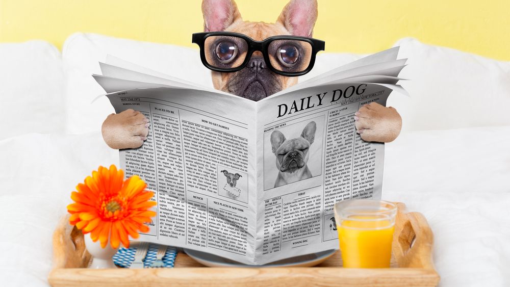 Cinci afaceri pentru iubitorii de animale